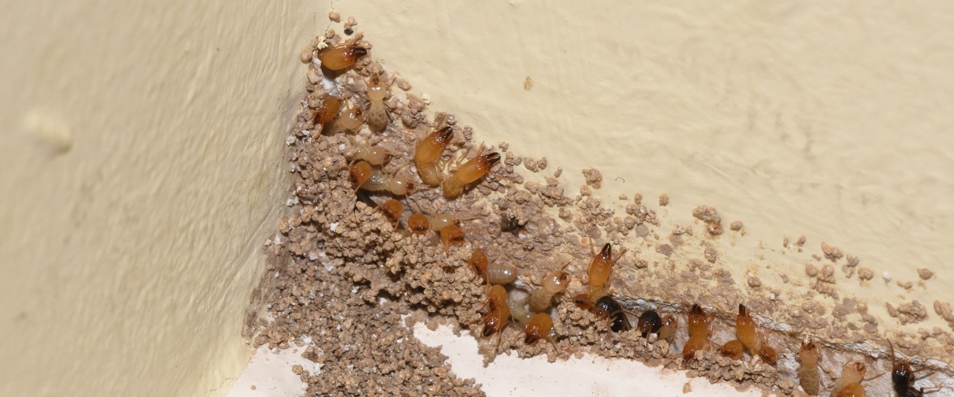 Infested House How to Detect a Pest Infestation in Your Home