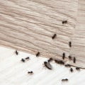 How to Detect and Control Common Indoor Pests