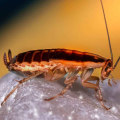 10 Best Tips and Tricks to Prevent Pest Infestation