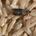 Natural Predators: The Key to Controlling Common Indoor Pests