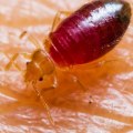 Controlling Common Indoor Pests with Chemical Treatments