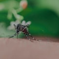 Combatting Common Indoor Pests: The Role Of Mosquito Control Services In Atlanta