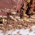 Why Professional Termite Control Services Are Essential For Managing Common Indoor Pests In Charleston, SC?