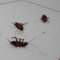 How to Keep Common Indoor Pests Out of Your Home