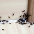 Signs of an Indoor Pest Infestation