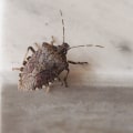 Signs of Common Indoor Pests in Your Home
