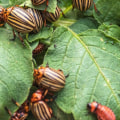 The 5 Most Dangerous Pests Invading Your Home