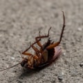 Identifying Common Indoor Pests in Yorkshire