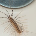 The Top 10 Most Common Household Pests and How to Get Rid of Them