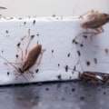 Signs of a Common Indoor Pest Infestation