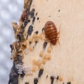 Professional Services for Controlling Common Indoor Pests