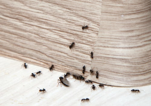 How to Detect and Control Common Indoor Pests