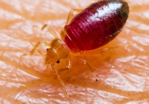 Controlling Common Indoor Pests with Chemical Treatments