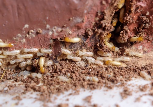 Why Professional Termite Control Services Are Essential For Managing Common Indoor Pests In Charleston, SC?