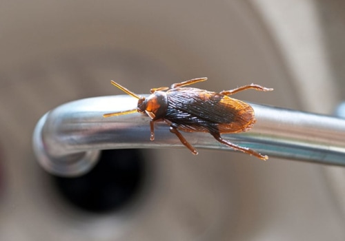 The 10 Most Common Types of Indoor Pests