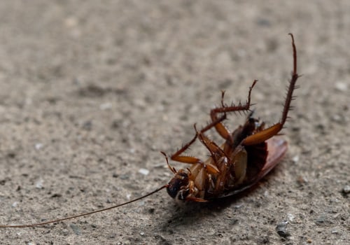 Identifying Common Indoor Pests in Yorkshire