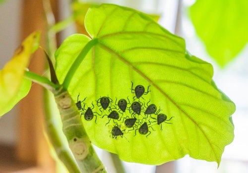 Common Indoor Pests That Thrive in Poorly Maintained Outdoor Spaces