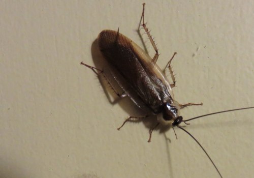 How to Deal with Common Indoor Pest Infestations