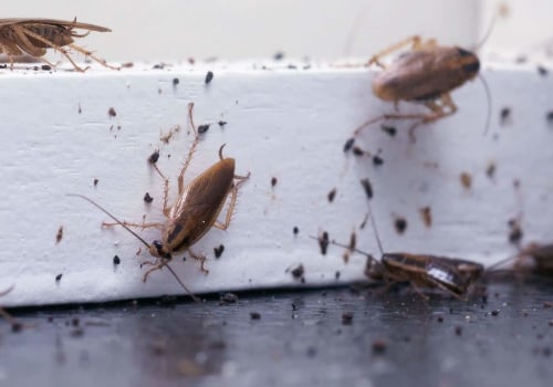 Signs of a Common Indoor Pest Infestation