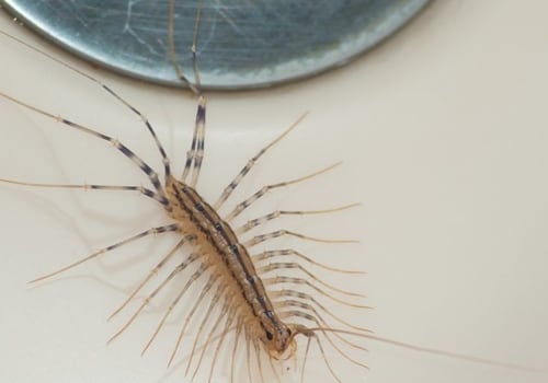Safely Removing Common Indoor Pests from Your Home