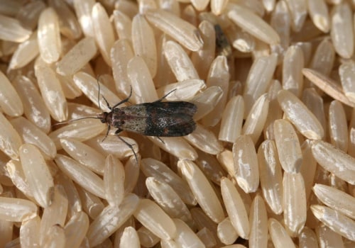 Controlling Multiple Types of Common Indoor Pests: A Comprehensive Guide