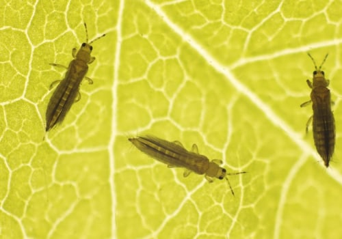 Controlling Common Indoor Pests with Chemical Treatments