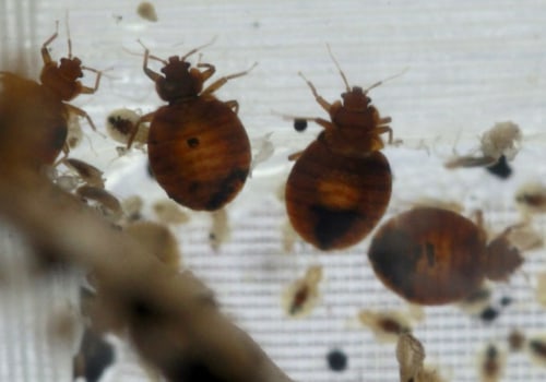 The Health Hazards of Common Indoor Pests
